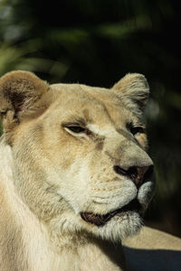 Close-up of lioness