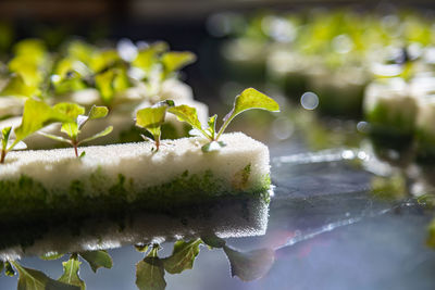 Close-up of wet plant