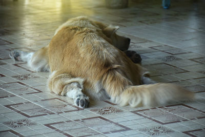 Cat relaxing on floor