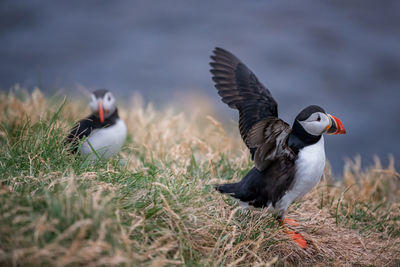 View of birds on land