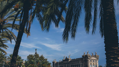 Low angle view of palm trees against building