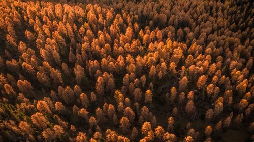 Full frame shot of trees in forest