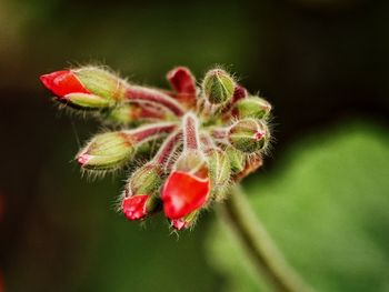 Close-up of red flower plant