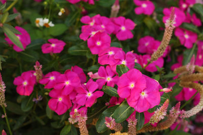 High angle view of pink flowering plants