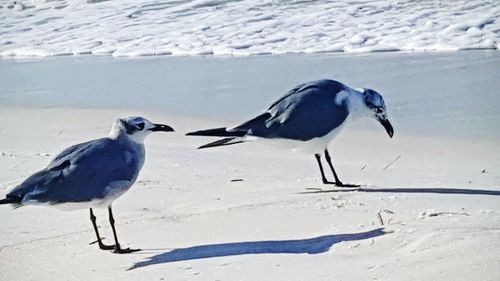 Bird perching on frozen beach