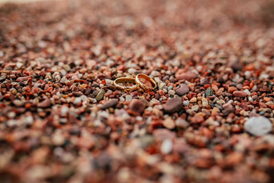 Close-up of shells on sand