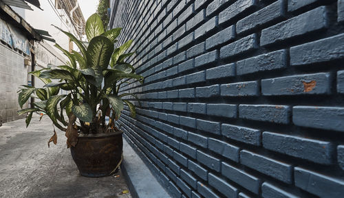 Close-up of potted plant