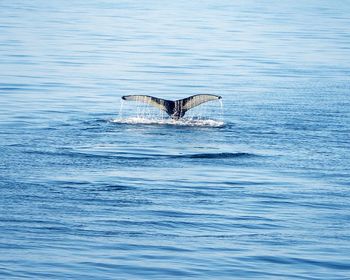 Horse swimming in sea