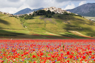 Scenic view of flowering plants on field against mountains
