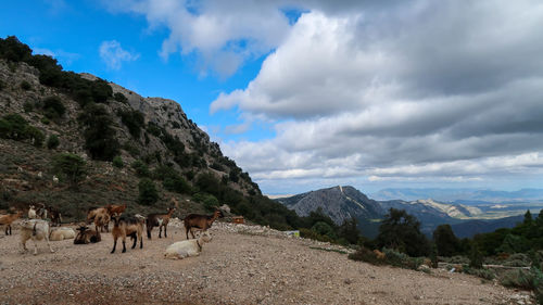 Panoramic view of horses on landscape against sky
