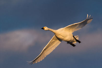 Low angle view of whooper swan flying against sky