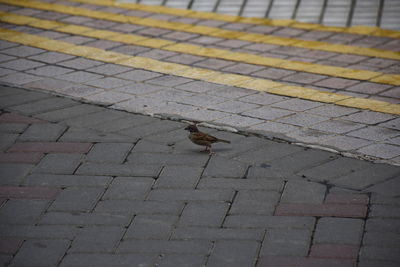 High angle view of bird on footpath