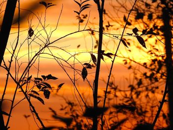 Silhouette of trees against sky at sunset