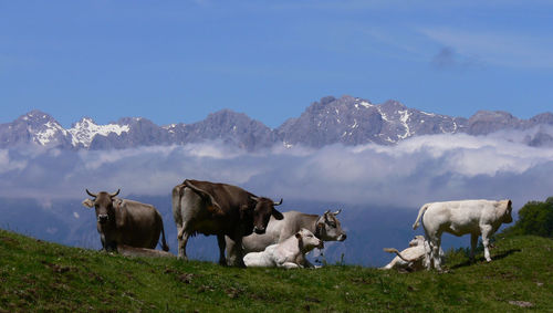 Cows on field against mountains in foggy weather