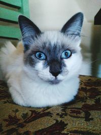 Close-up portrait of cat at home