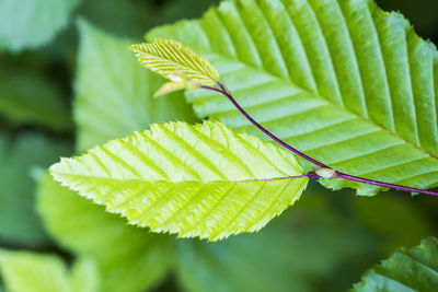 Close-up of insect on leaf