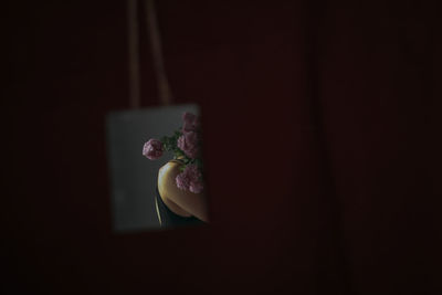 Close-up of flower on table against black background