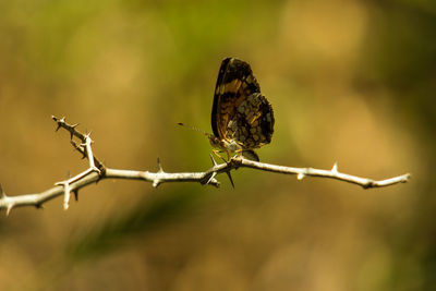 Close-up of insect on plant
