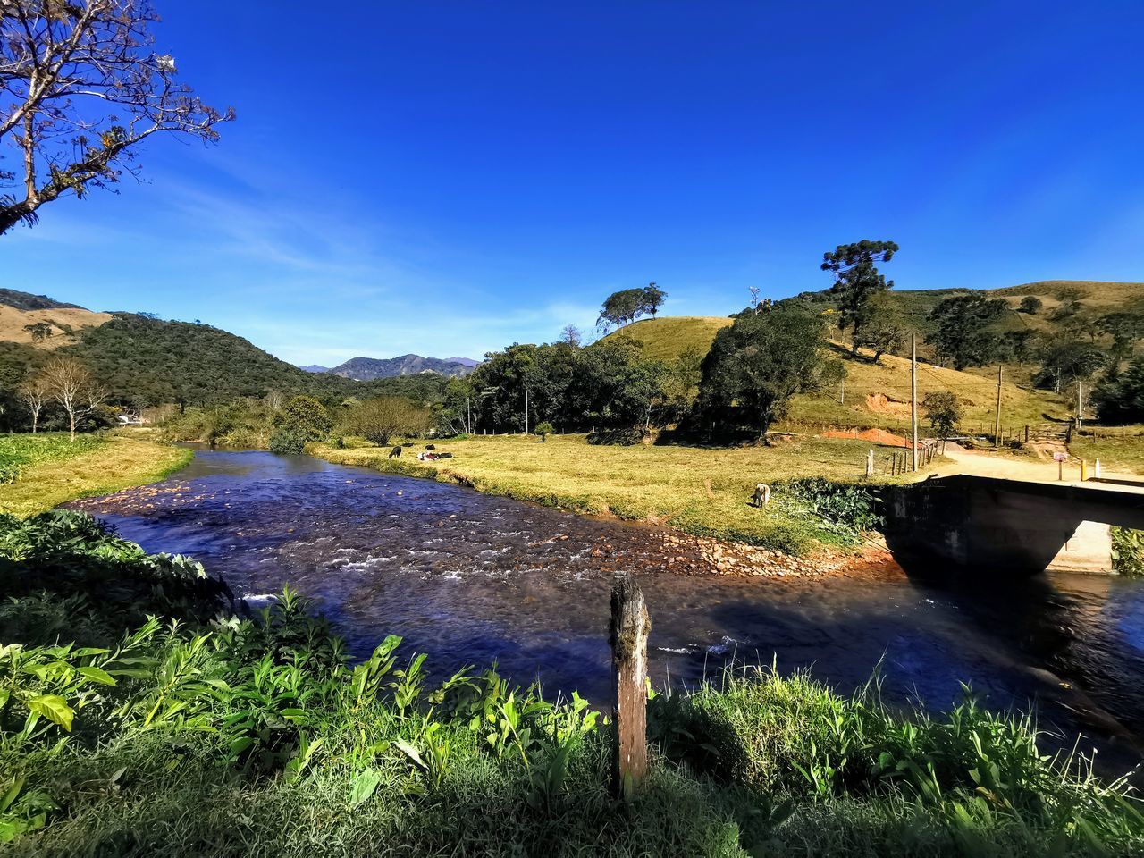 SCENIC VIEW OF RIVER AMIDST TREES AGAINST BLUE SKY