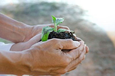 Cropped hands of couple holding seedling