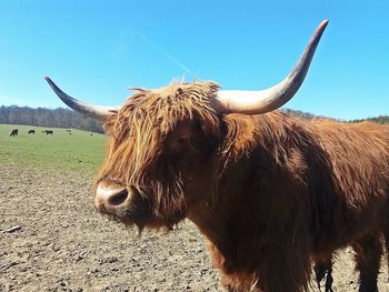 Close-up of cow standing on field against sky