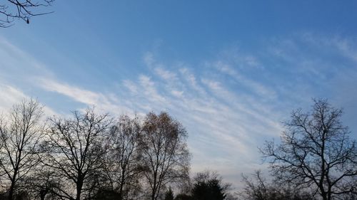 Low angle view of bare trees against sky