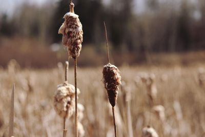 Close-up of wilted plant on field