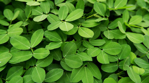 Full frame shot of green leaves