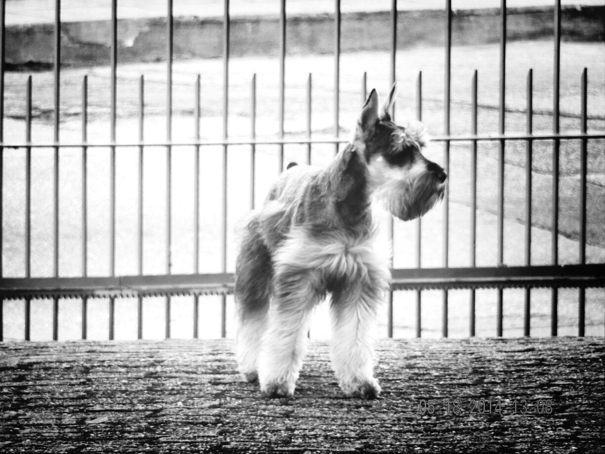 animal themes, one animal, pets, domestic animals, mammal, dog, fence, railing, full length, sitting, focus on foreground, outdoors, looking away, day, walking, black color, animal hair, no people, metal, rear view