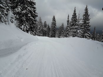 Pine trees on snow covered land against sky