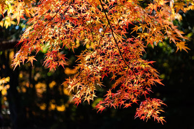 Low angle view of maple tree