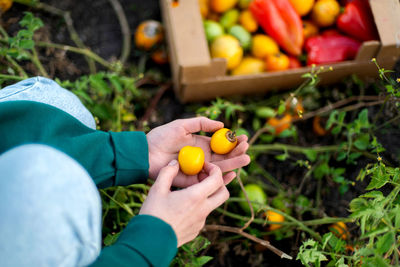 Cropped hand of woman holding fruits