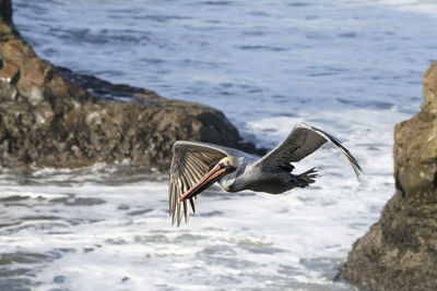 View of birds flying over sea