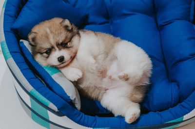 High angle view of puppy sleeping