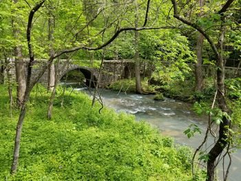 Scenic view of river amidst trees in forest