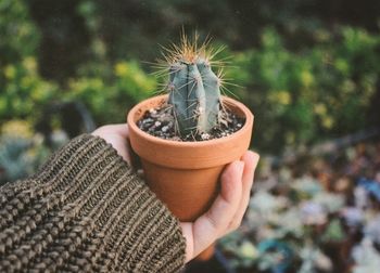 Cropped hand of woman holding cactus outdoors