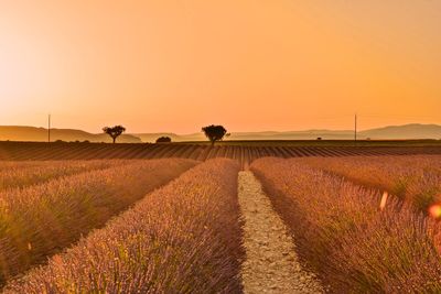 Scenic view of lavender field against clear sky during sunset