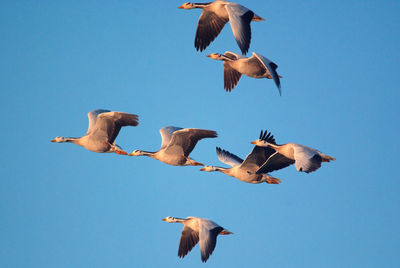 Low angle view of seagulls flying in sky