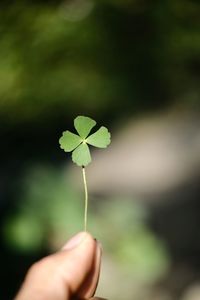 Close-up of hand holding clover