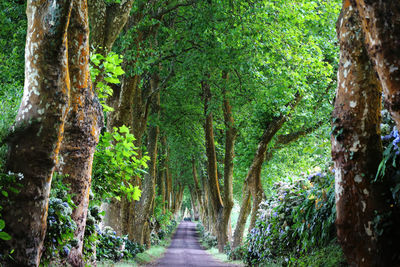 Footpath amidst trees in forest