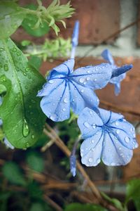 Close-up of water drops on leaf