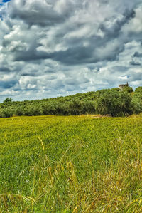 Scenic view of agricultural field against sky