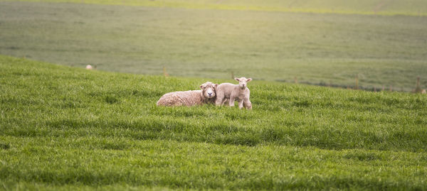 Sheep on grass 