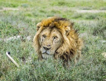 Portrait of lion lying on grass