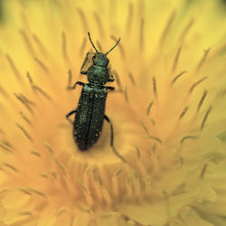 Close-up of false blister beetle on yellow flower