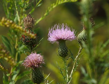 Close-up of purple thistle flowers