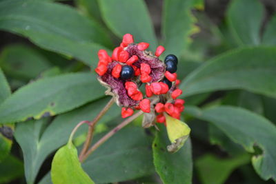 Close-up of red seeds growing on plant