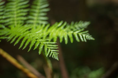 Close-up of fern leaves