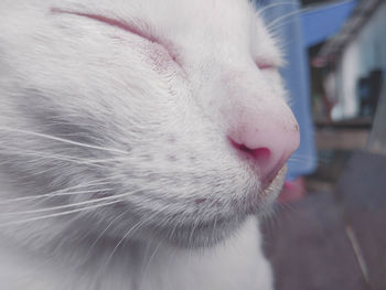 Close-up of cat with eyes closed