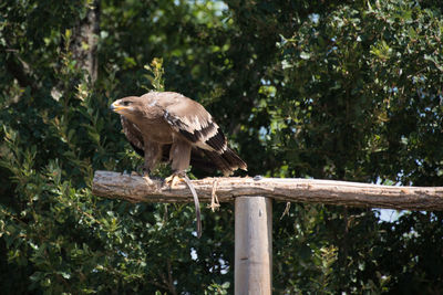 Bird perching on a tree